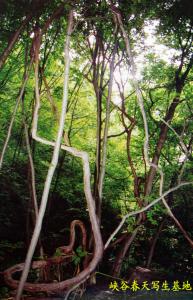 峡谷春天写生基地
