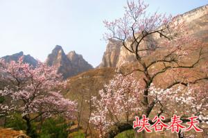 春花