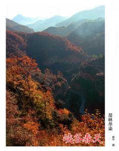 枫林