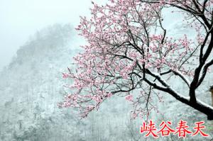 腊月桃花